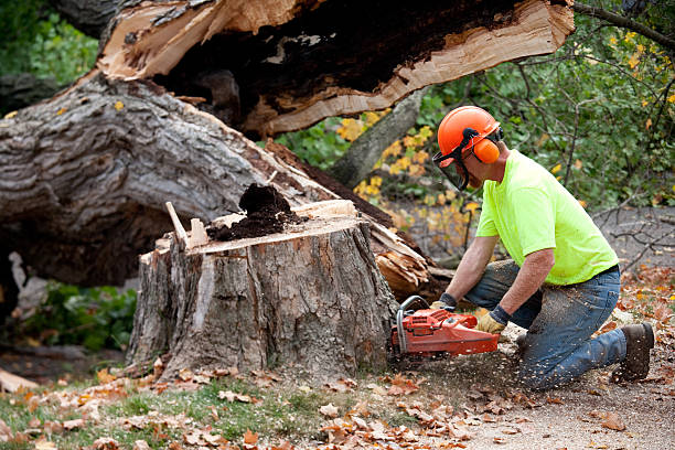 Residential Tree Removal in Pasco, WA